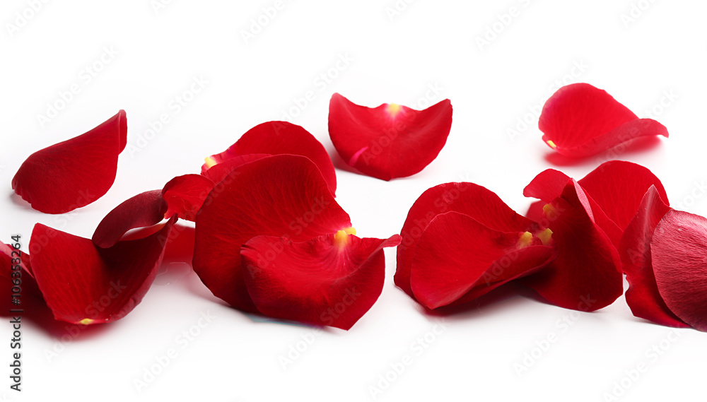 Fototapeta premium Red rose petals isolated on white