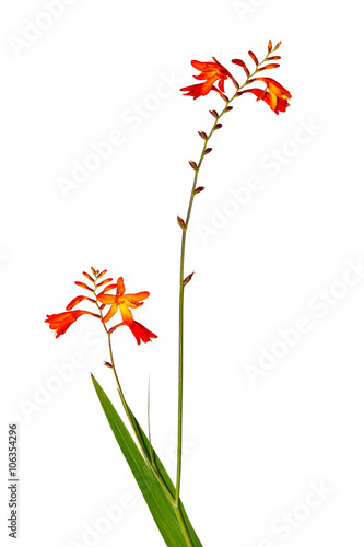 Fototapeta Naklejka Na Ścianę i Meble -  Isolate gladiolus flower on a white background