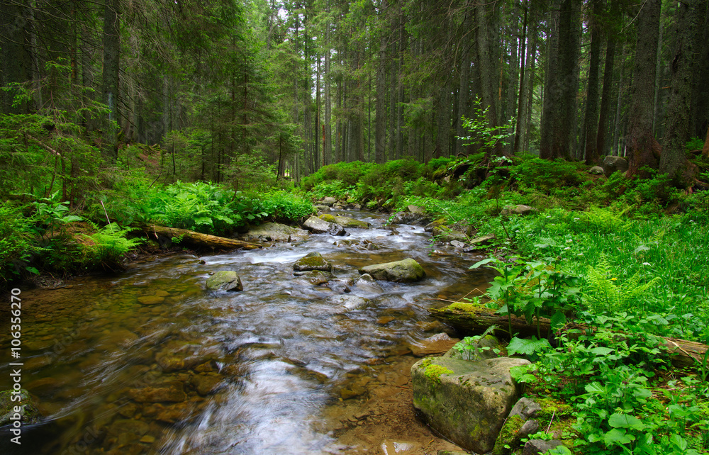  Stream in the wood