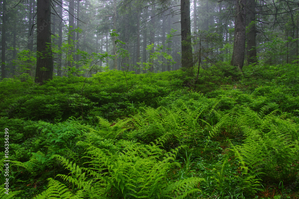 Fototapeta premium Trees in forest
