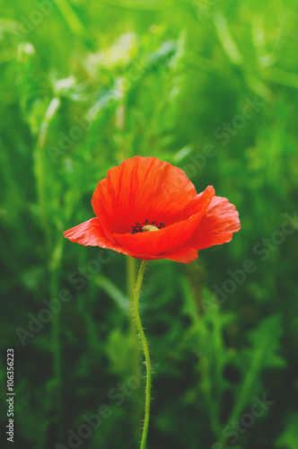 Fototapeta Naklejka Na Ścianę i Meble -  wild poppy flower on field