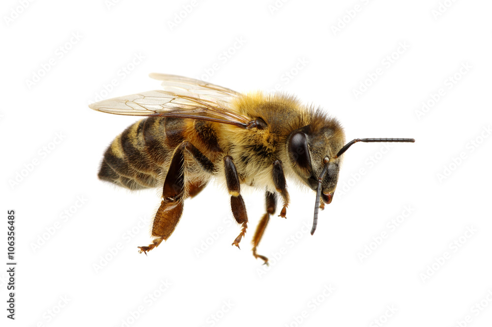 bee bee
