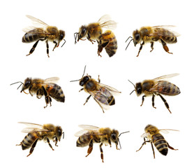 Acrylglasbilder Biene Bienen Illustration Set Sammlung  © Alekss