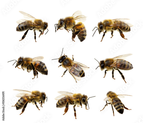 Print op canvas Set of bee