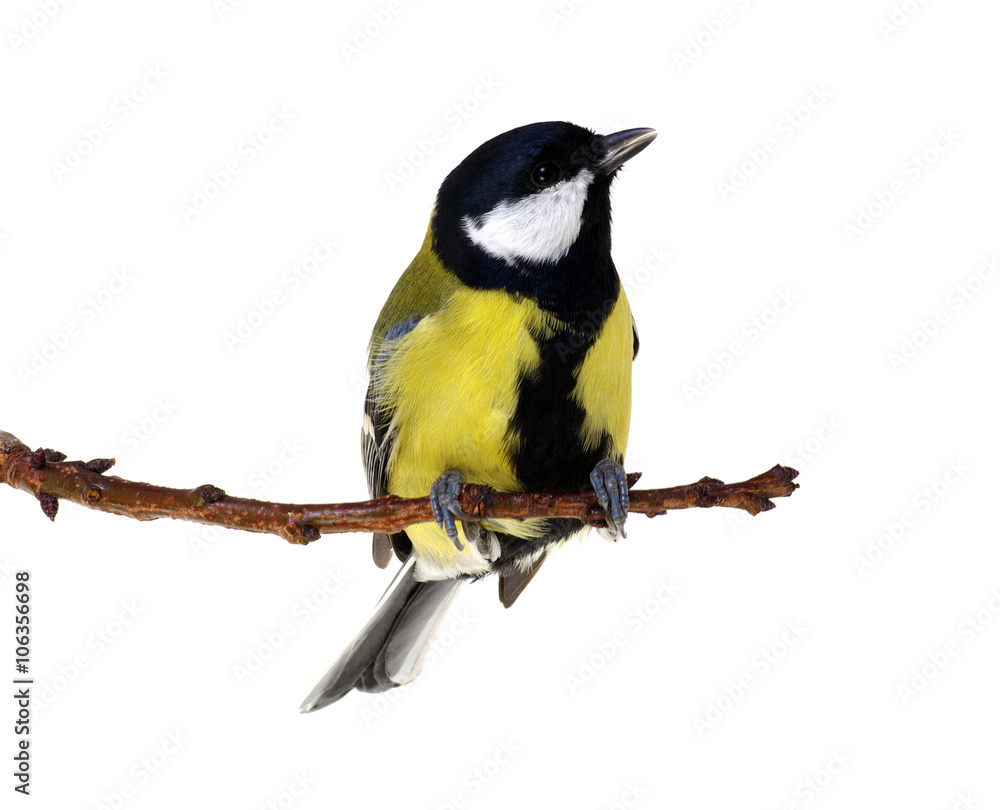 Obraz premium great tit
