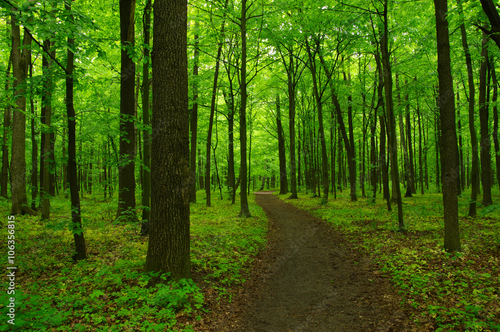 green forest green forest
