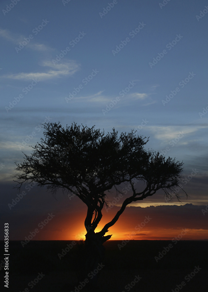 Acacia At Sunset / Acacia Tree under African sunset
