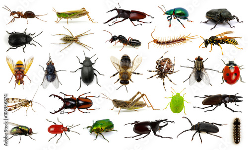 Canvas Set of insects