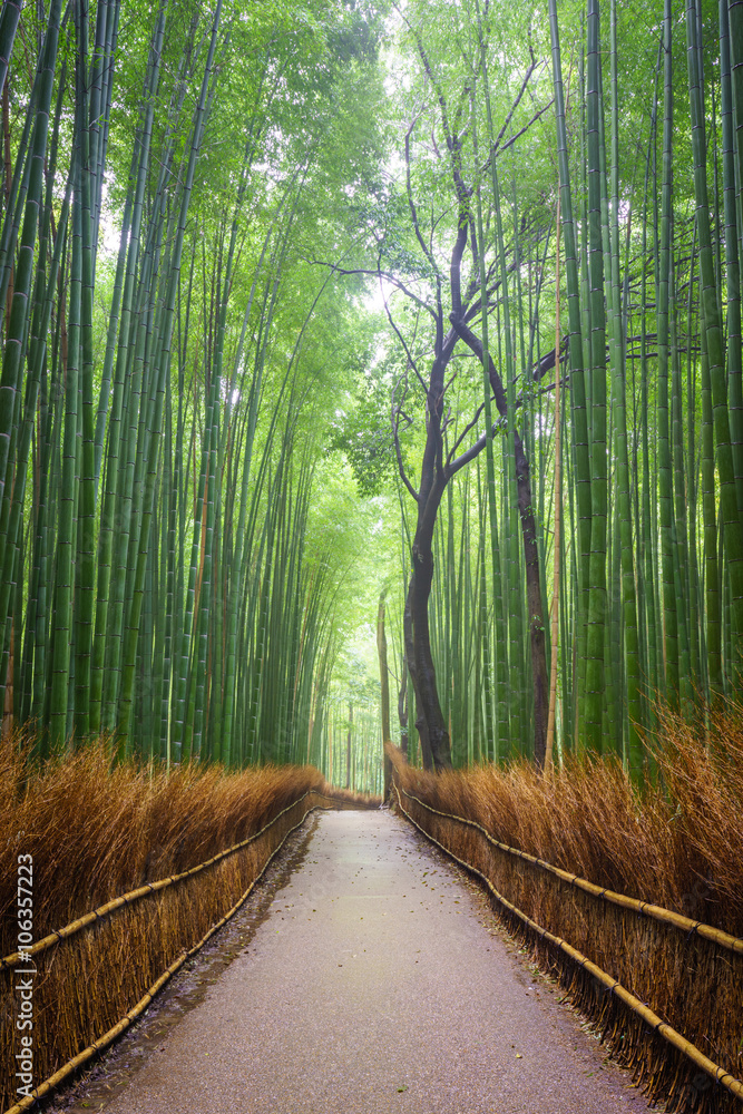 Obraz premium Path to bamboo forest, Arashiyama, Kyoto, Japan