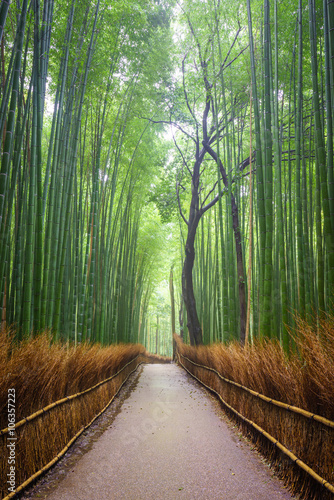 Path to bamboo forest  Arashiyama  Kyoto  Japan