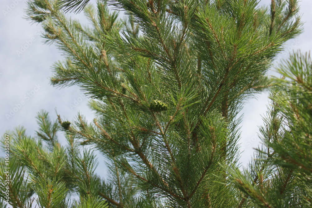 Obraz premium Summer needles