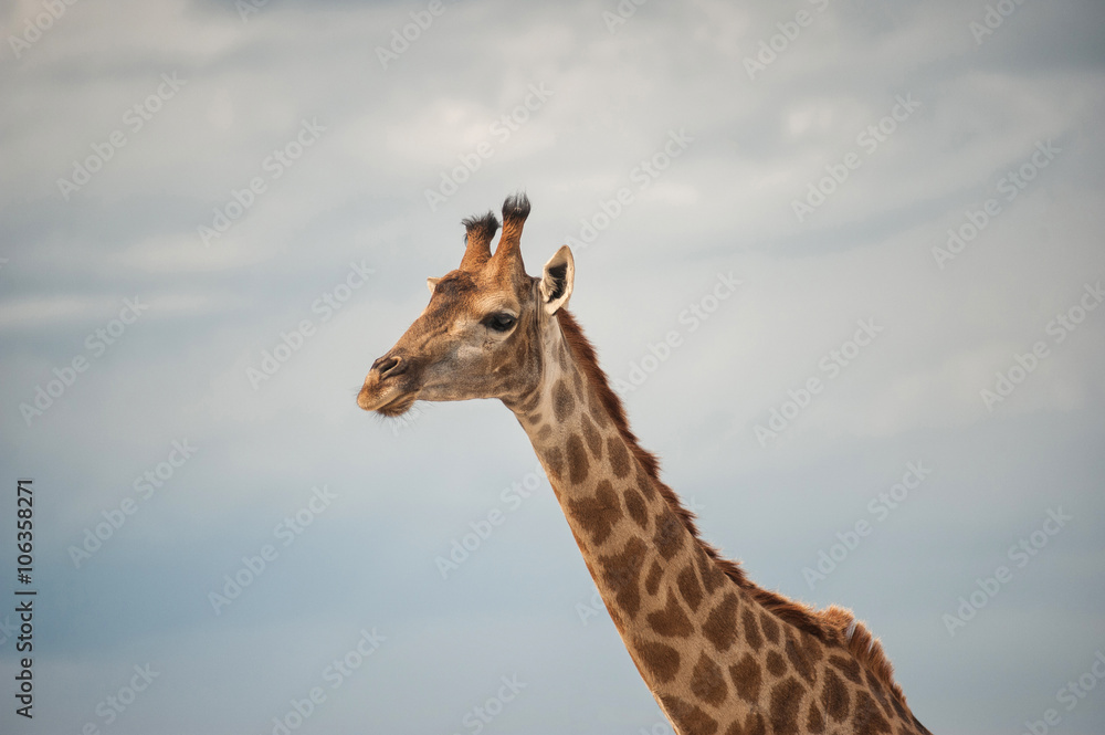 Obraz premium Giraffe.