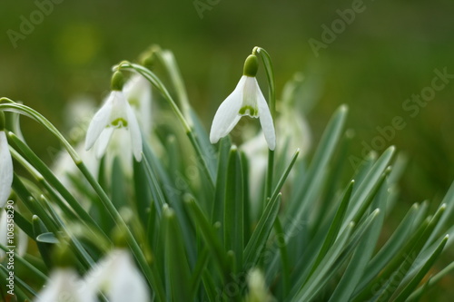 Snowdrops with blurred background © sedmicka7a