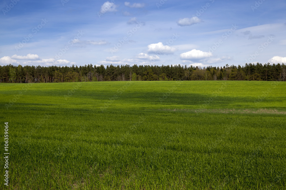 Obraz premium Agriculture. cereals. Spring 