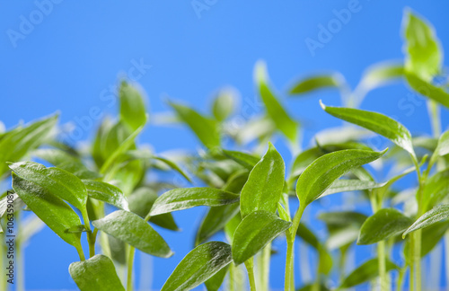 Many young sprouts of tomato