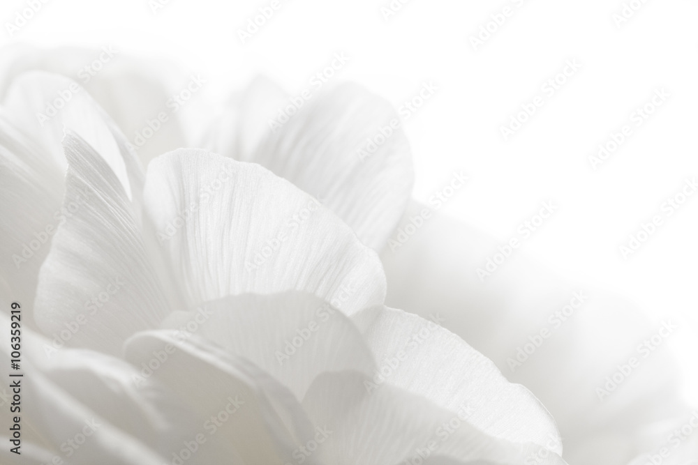 Fototapeta white petals closeup