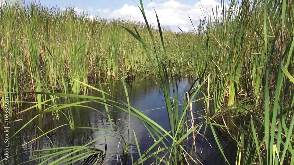 Reed in Floridas wetlands Reed in Floridas wetlands