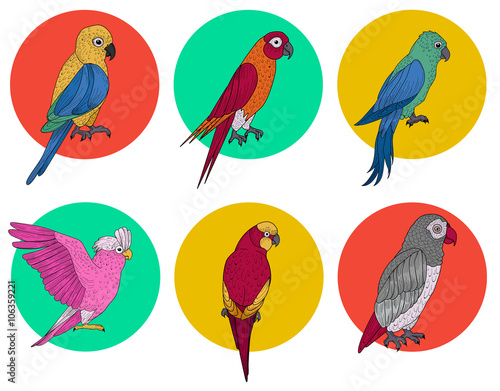 Exotic Parrot. Tropical Bird. Various Parrots. Different Birds