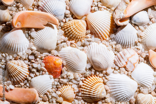 Seashells background - macro shot
