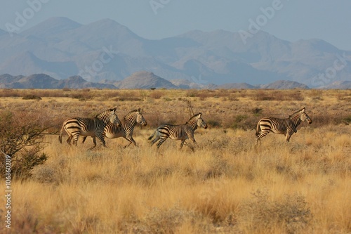 Bergzebras  Equus Zebra  am Spreetshoogte Pass