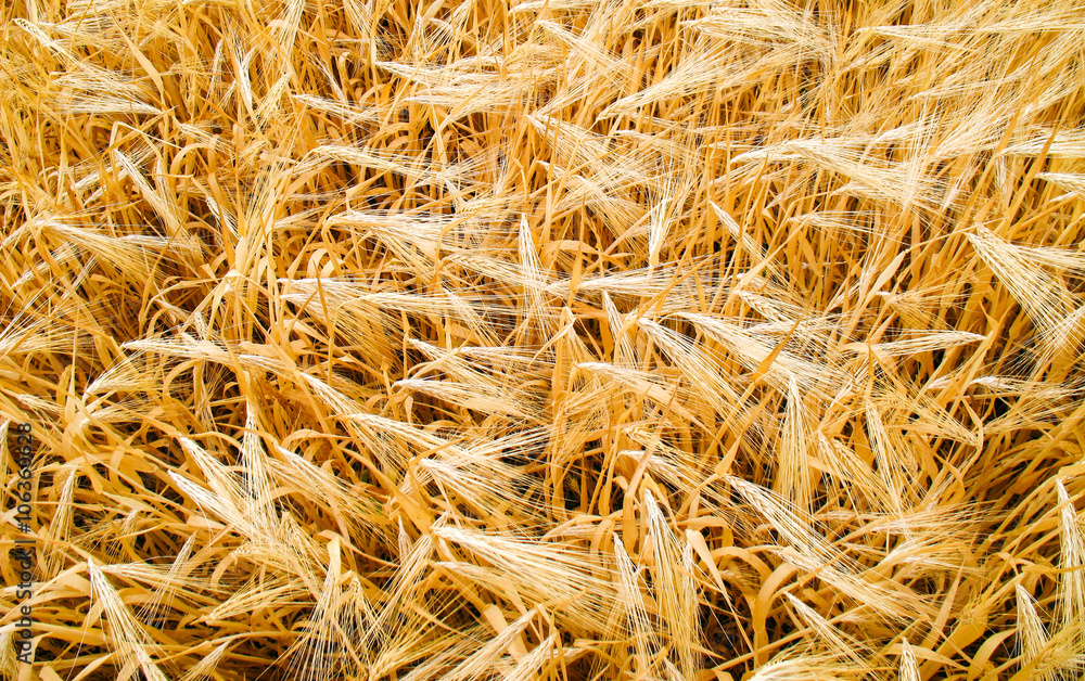 Wheat Wheat