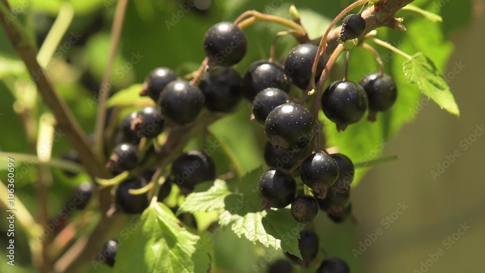 Black currants and green leaves outdoor Black currants and green leaves outdoor