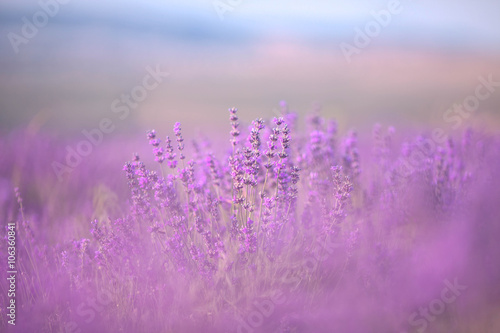 Fototapeta Naklejka Na Ścianę i Meble -  Sunset over a violet lavender field in Provence