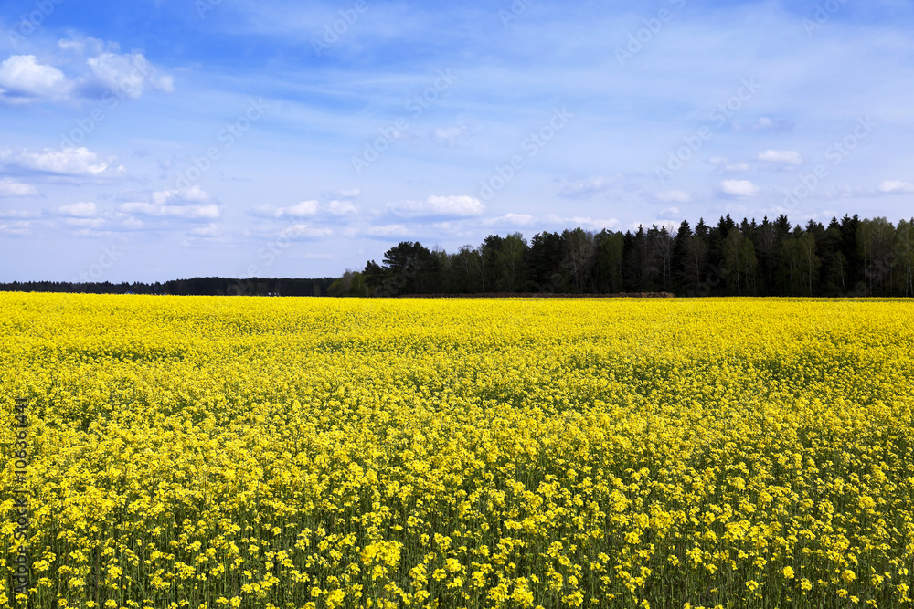 flowering canola. Spring  