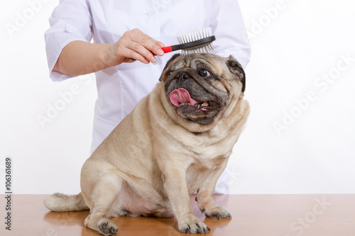 the vet combed wool pug dog on white background