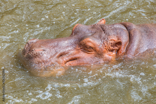 hippopotamus  Hippopotamus amphibius  submerged in water