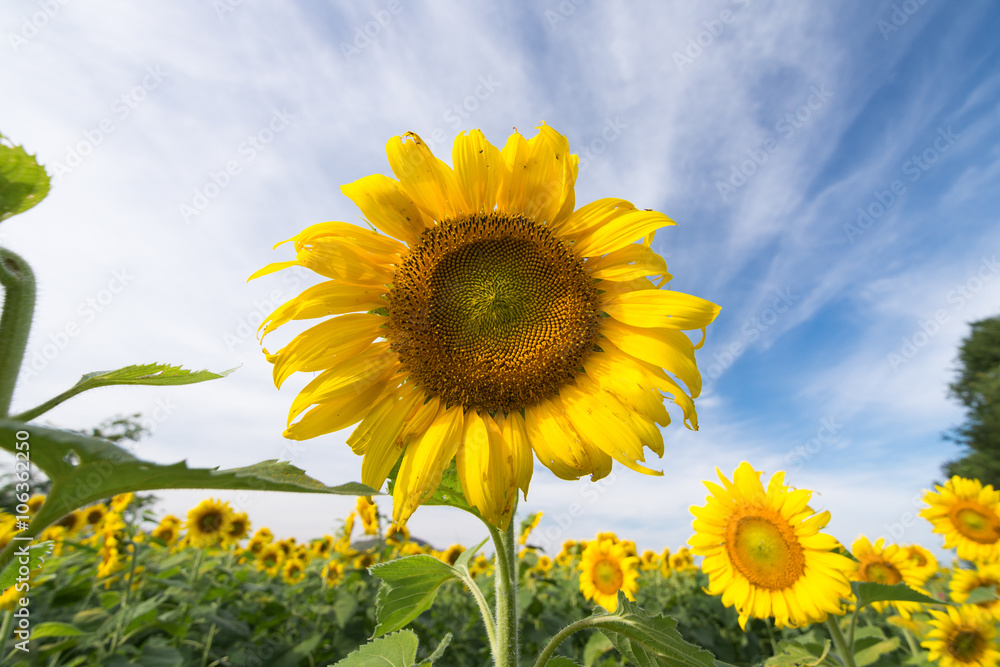 Fototapeta premium Sunflower