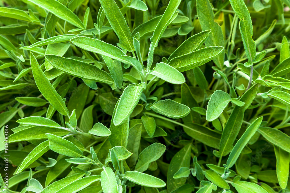 Obraz premium Sage