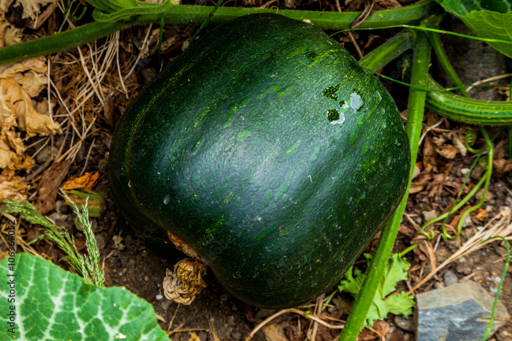 Obraz premium Baby Pumpkin