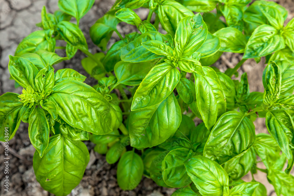 Basil Basil