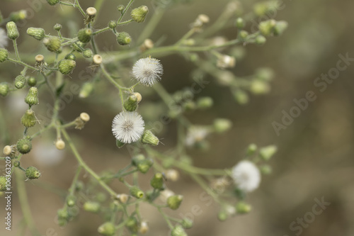 Flower of grass on a blurred background .