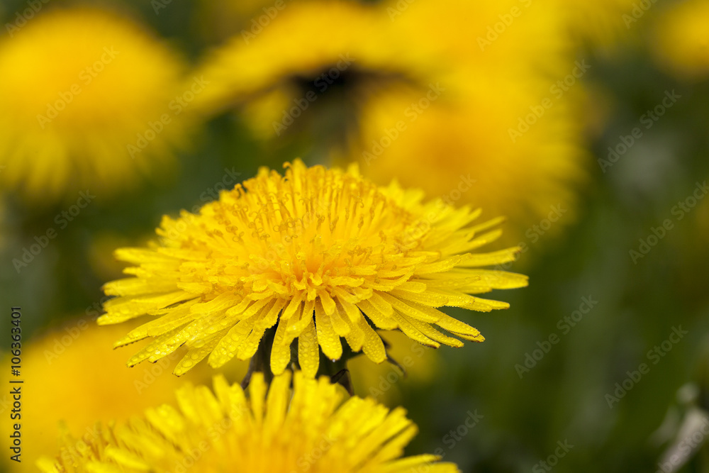 yellow dandelions close up yellow dandelions close up