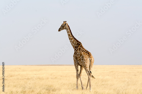 Giraffe walking through the desert