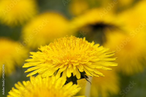 dandelion yellow   close-up 