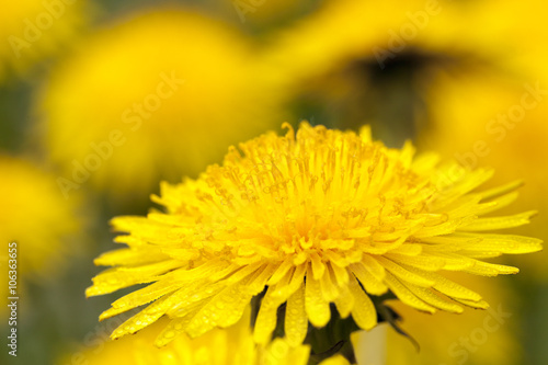 yellow dandelions close up  