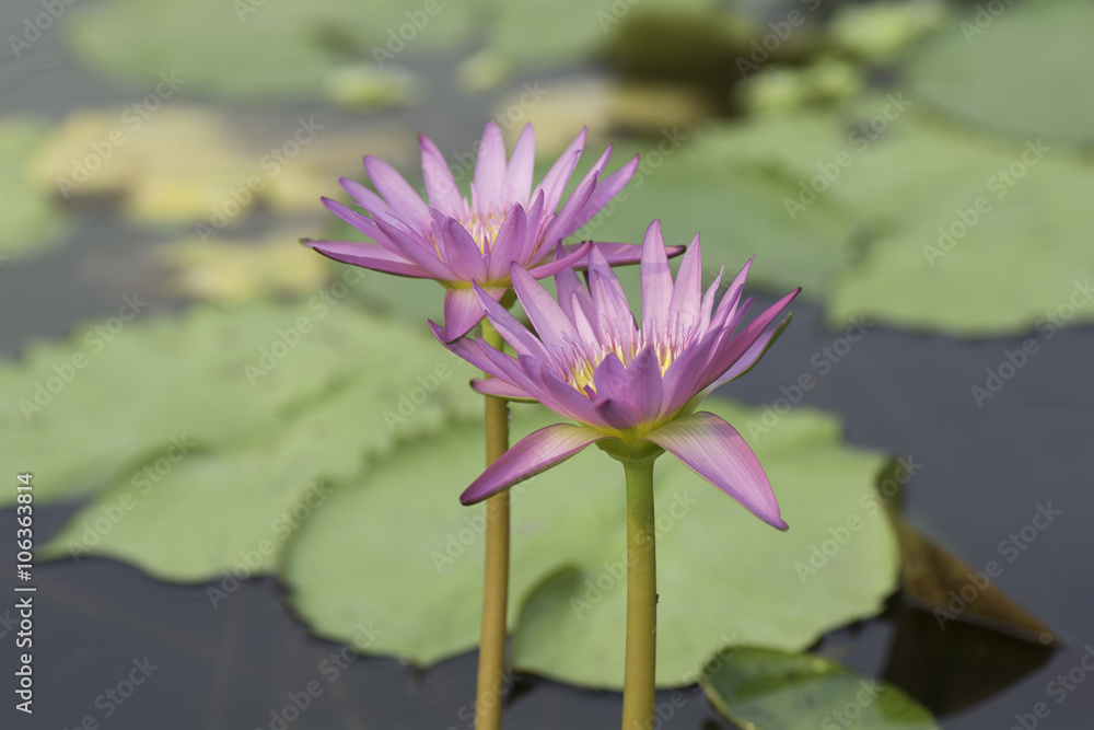 Beautiful purple lotus bloom in the pond . Beautiful purple lotus bloom in the pond .
