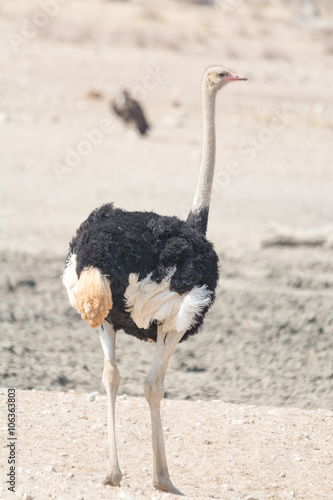 Ostrich near Waterhole