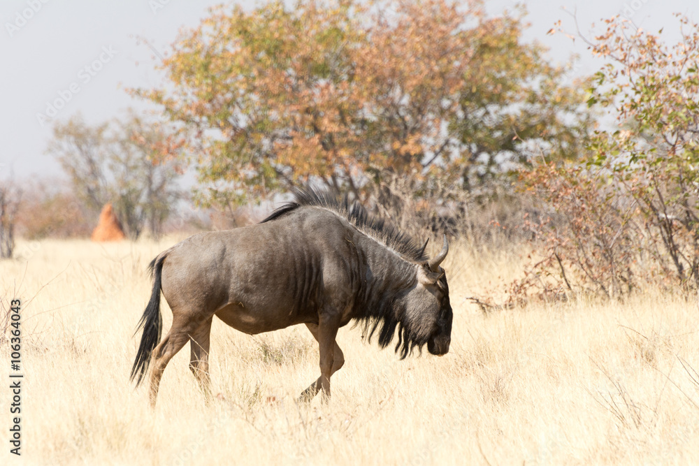 Fototapeta premium Blue Wildebeest