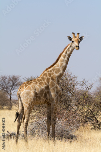 Photography Lonely Giraffe