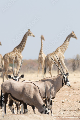 Gemsbok and Giraffe