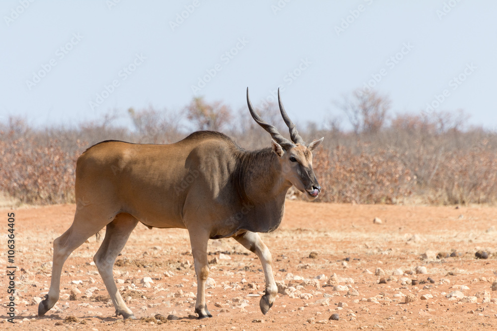 Eland near waterhole Eland near waterhole