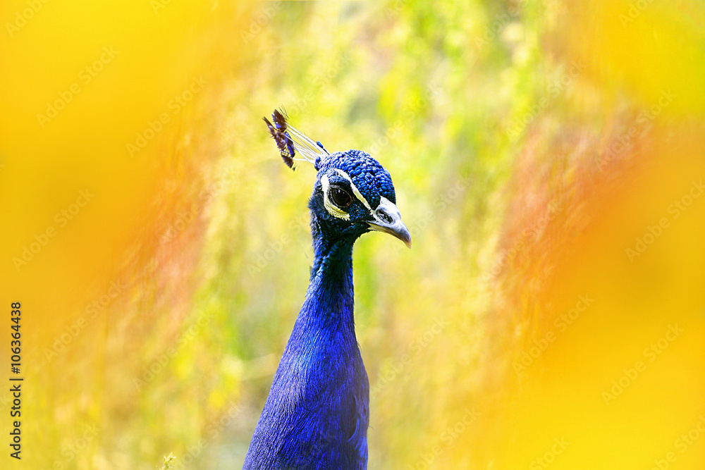 Obraz premium peacock