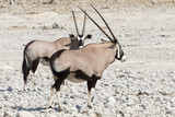 Pair of gemsbok (oryx)