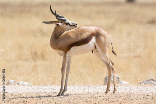 Springbok