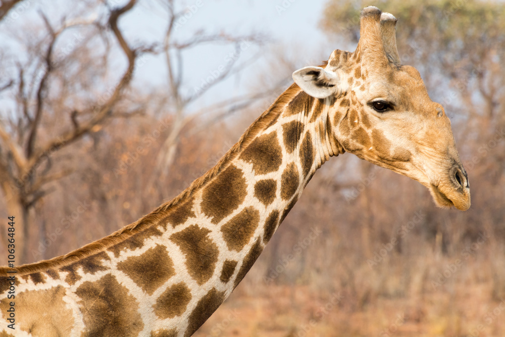 Obraz premium Closeup of giraffe