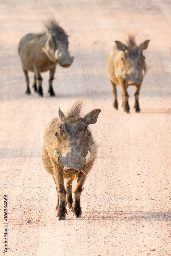 Fototapeta premium Group of three running warthogs
